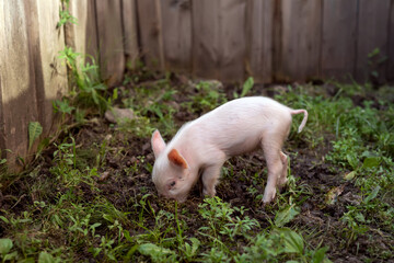 Naklejka na ściany i meble Piglet digs the ground. Agriculture. Livestock. Organic farm.