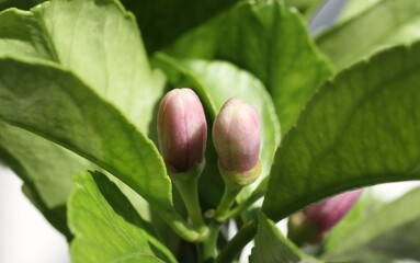 レモンの花の蕾