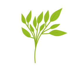 Fototapeta premium Flowers Plant