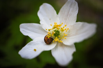 Obraz premium Wood Anemone white flower with sleeping small snail in the center of it