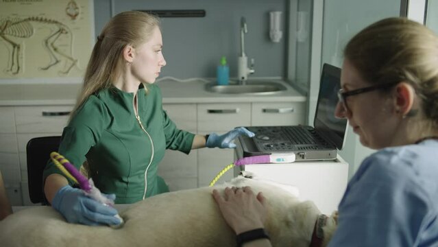 One doctor performs an ultrasound diagnosis, while the other caresses and soothes the dog. Doctors help to brighten the animal's life.