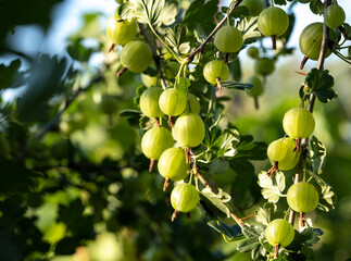 Berries of a green, ripe gooseberry on the branches of a bush in the garden.