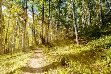 A hiking trail in a dense mountain forest illuminated by the rays of the sun.