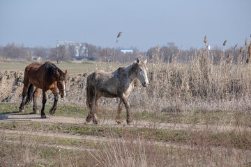 A dirty, not well-groomed horse is walking along the road