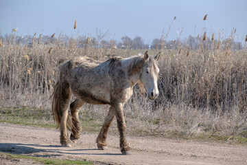 A dirty, not well-groomed horse is walking along the road