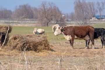 Cows on free grazing near a haystack in early spring.