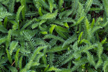 Green grass background, furry young leaves of plants in early spring.