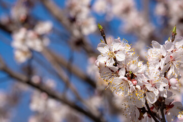 Flowering apricot branches in the garden. Floral background. Beautiful spring time in the orchard.