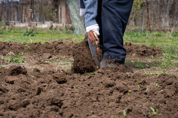 Digging the earth in the garden before planting. The beginning of the season of work on the open ground for growing plants.