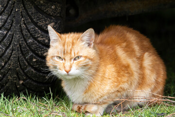 Naklejka na ściany i meble A red tabby cat sits under a car on the grass. Beautiful cat under the car.