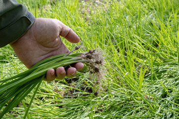 Collecting wild onions in the forest in early spring. The man is holding a wild bow. The hand...