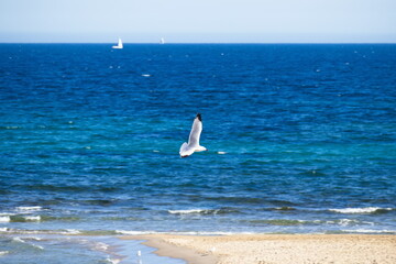 Seagulls flying with a background of deep blue sky