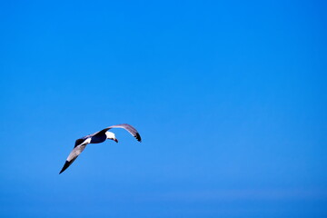 Seagulls flying with a background of deep blue sky