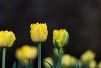 Yellow tulips on a dark background. Bright yellow flower, spring background