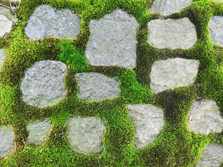 stone and moss texture