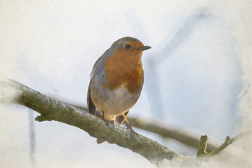 European Robin, Erithacus rubecula digital watercolour woodland painting.