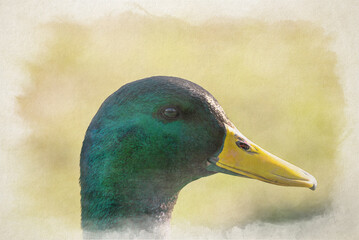 Digital watercolour painting of a Drake Mallard dabbling duck, Anas platyrhynchos closeup and in profile.