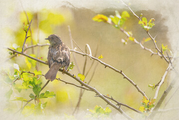 Digital watercolour painting of a single Dunnock, Prunella modularis in a tree.