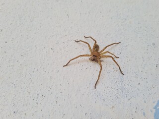 spider on the wall