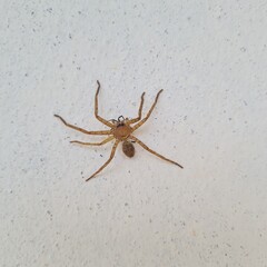 spider on the wall