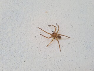 spider on the wall