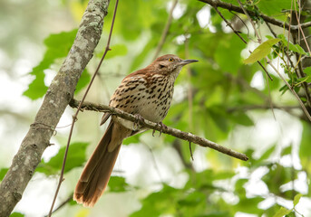 Brown Thrasher Song Bird