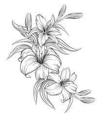 Beautiful monochrome black and white lily bouquet isolated on background. Hand drawing. Design for greeting card and invitation for wedding, birthday, Valentine's Day, Mother's Day and other holidays.