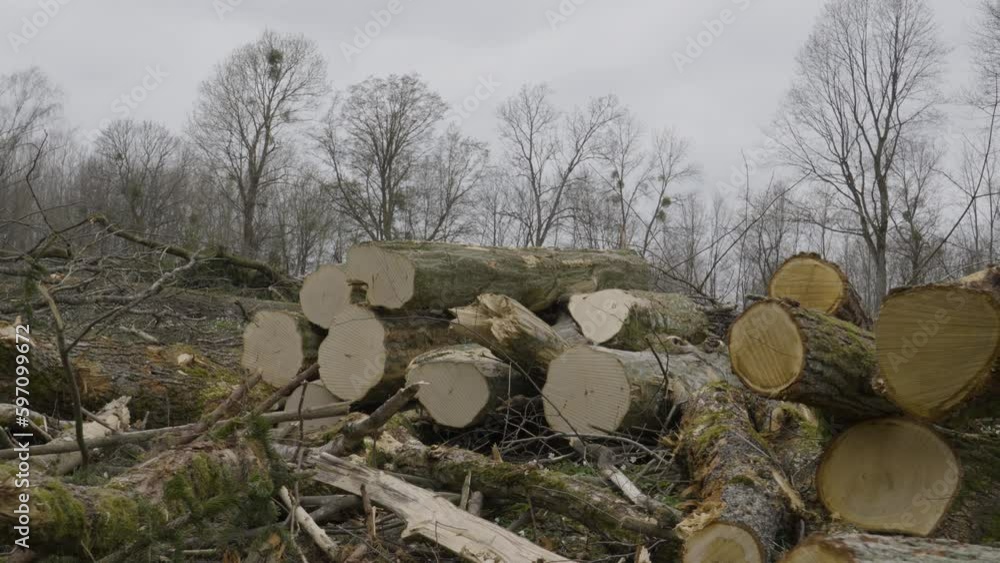 Poster large diameter chopped logs stacked in pile in forest, recent logging operation