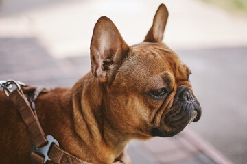 Fototapeta premium Portrait of a young and healthy French bulldog on a leash. Cute little dog walking outdoor