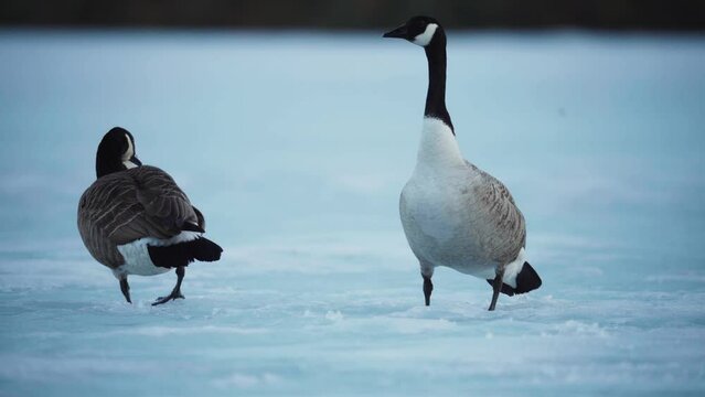 Scandinavian Goose Standing In Frozen Landscape. Close Up