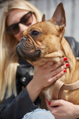 Portrait of a cute brown French bulldog sitting on owner's laps. Young woman petting her pet