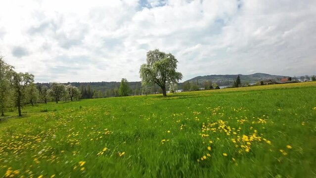 FPV flying over a meadow with dandelions and peartree in white bloom