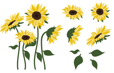 sunflower isolated on white background.Eps 10 vector.