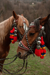 portrait of a horse in the park