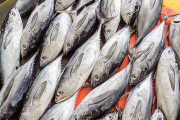 Fresh mackarel tuna sold at a traditional fish market in Tarempa, Riau Archipelago, Indonesia. Fish caught by fishermen. Concept for whole healthy food, nutrition, omega-3, animal protein, seafood.