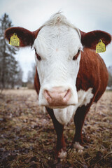 Cow Close-up, Overcast in Springtime Pasture