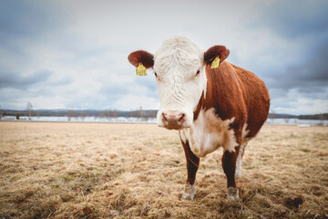 Cow in Spring Pasture with Copyspace