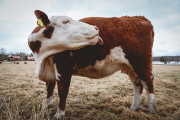 Cow Bending Back and Licking Itself, Regenerative Agriculture, Springtime Pasture