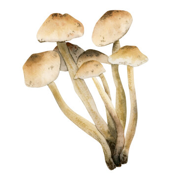 Marasmius oreades light brown edible mushroom illustration. Hand drawn watercolor fairy ring champignon isolated on white background for recipe, menu, packaging, Halloween designs