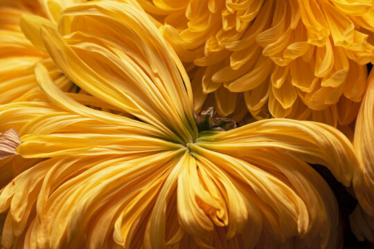 Yellow withering chrysanthemum large and beautiful