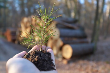 Pine tree seedling in hand