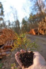 Pine tree seedling in hand in the rays of the setting sun