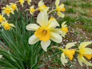 daffodils flowers in the spring in Maramures, Romania