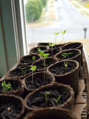 seedling - Spring plants
