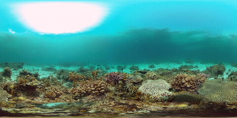 Sea coral reef. Underwater Tropical Sea Seascape. Tropical fish reef marine. Philippines. Virtual Reality 360.