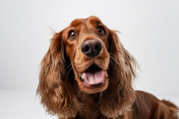 Lifestyle portrait photography of a happy cocker spaniel scratching ears against a white background. With generative AI technology