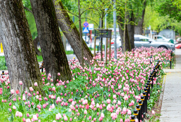 Tulipany przy ulicy.