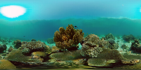 Wonderful and beautiful underwater colorful fishes and corals in the tropical reef. Philippines. 360 panorama VR