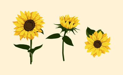 Fototapeta premium Sunflower isolated