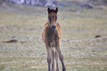 Wildes Fohlen, junges Pferd.